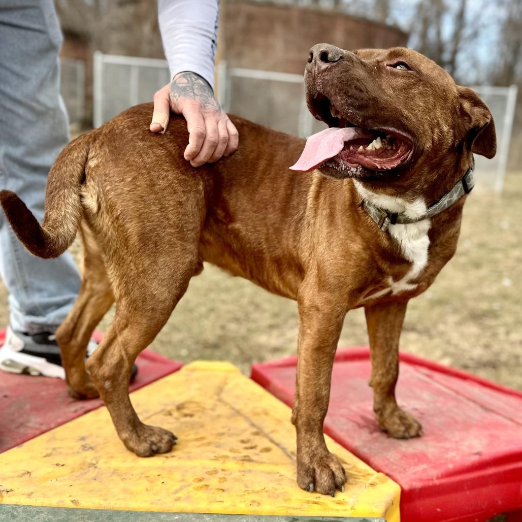 Thanos, a Adoptable Mixed Breed in Warrensburg, MO image 5/6