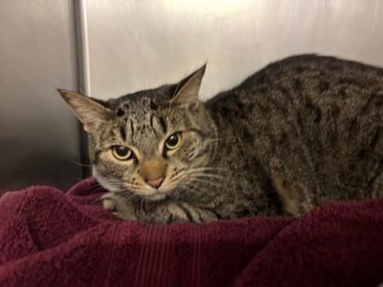 Nevada, Adoptable, Young Female Domestic Short Hair & Domestic Short Hair.