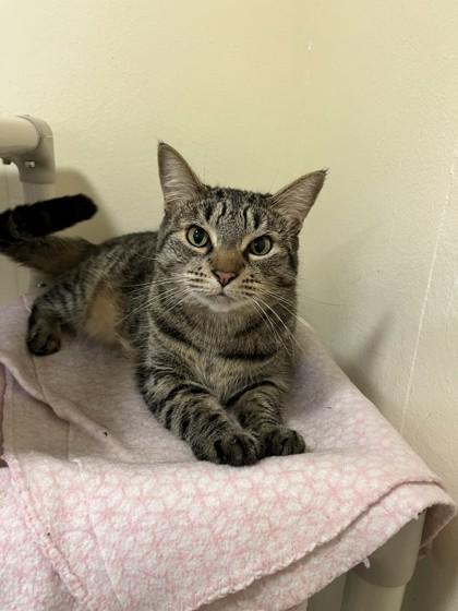 Nevada, a Adoptable Domestic Short Hair in Everett, WA image 2/3