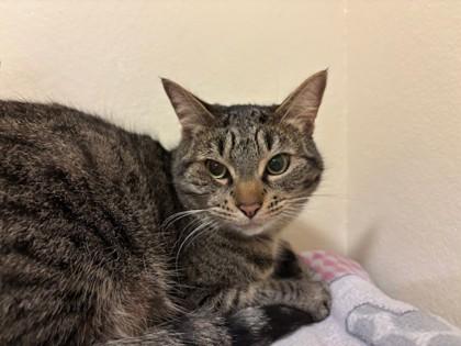 Nevada, a Adoptable Domestic Short Hair in Everett, WA image 3/3