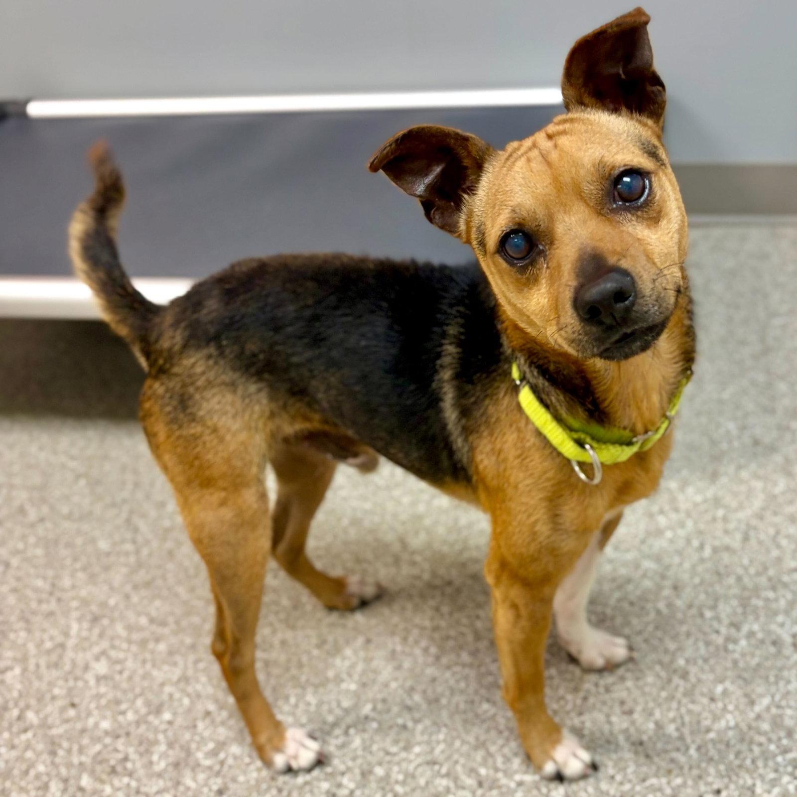 Haze, Adoptable, Young Male Terrier.