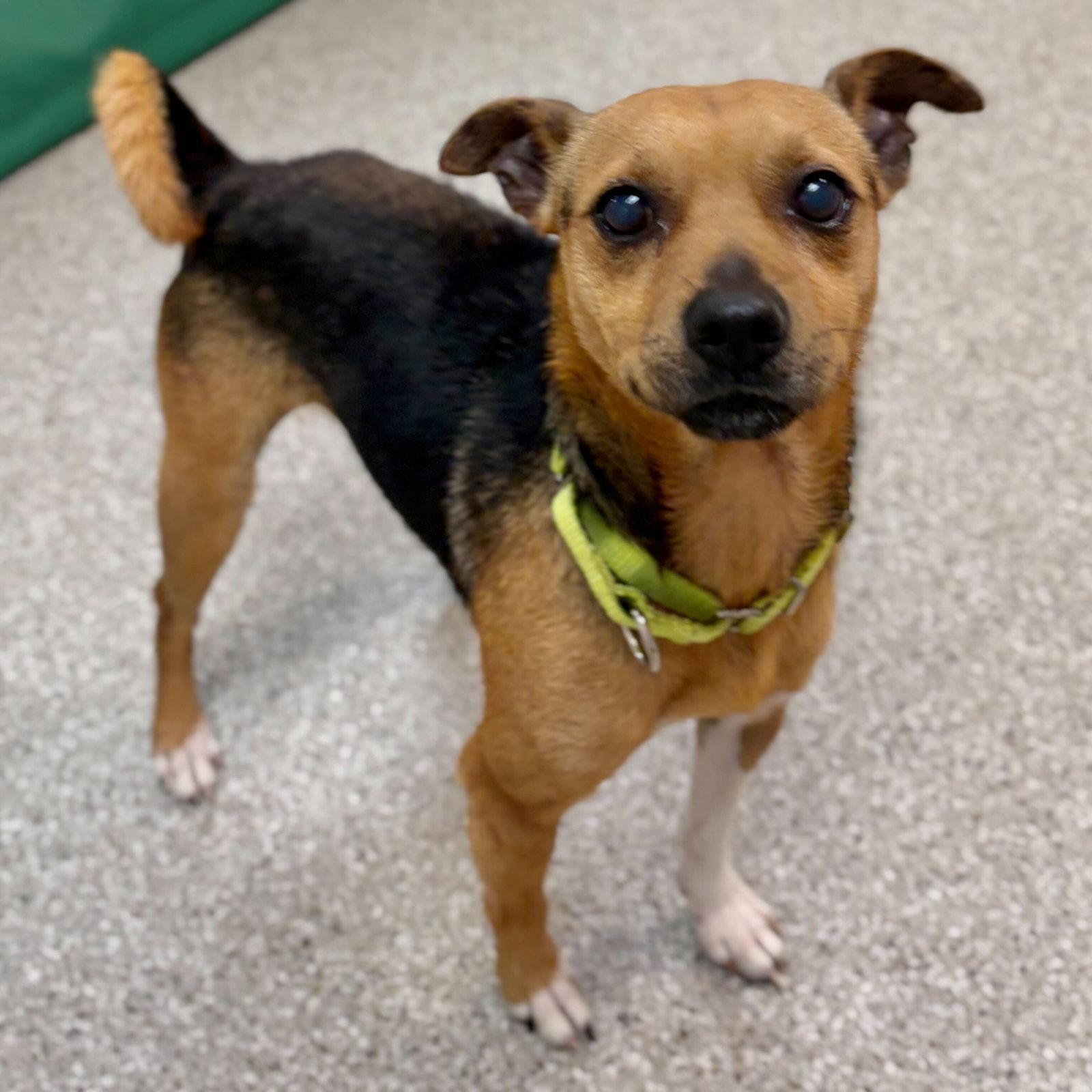 Haze, a Adoptable Terrier in Whitehall, PA image 2/3