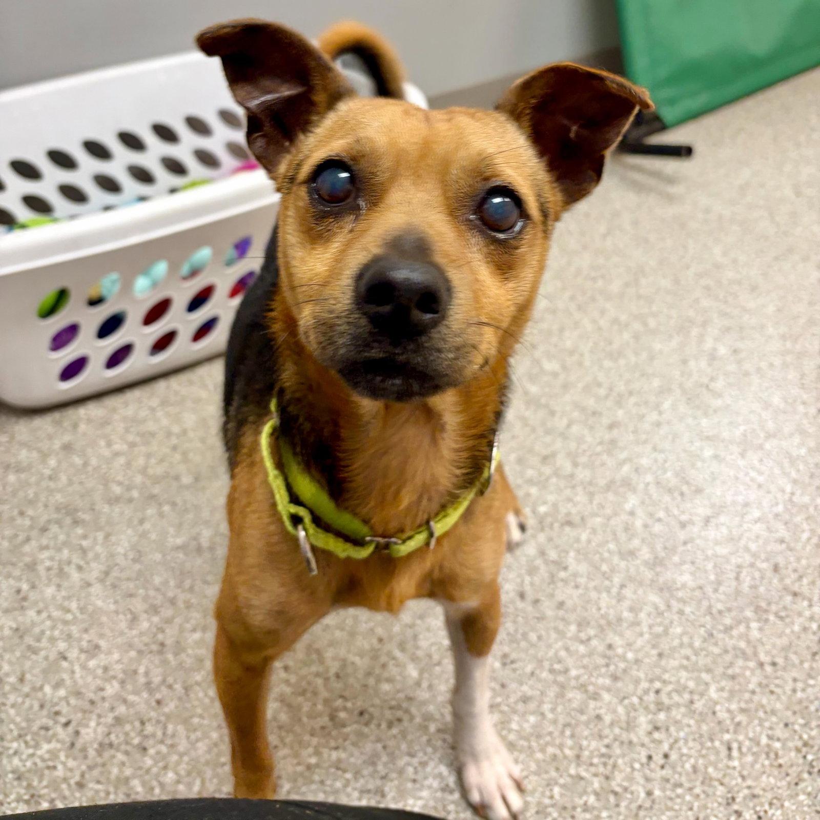 Haze, a Adoptable Terrier in Whitehall, PA image 3/3