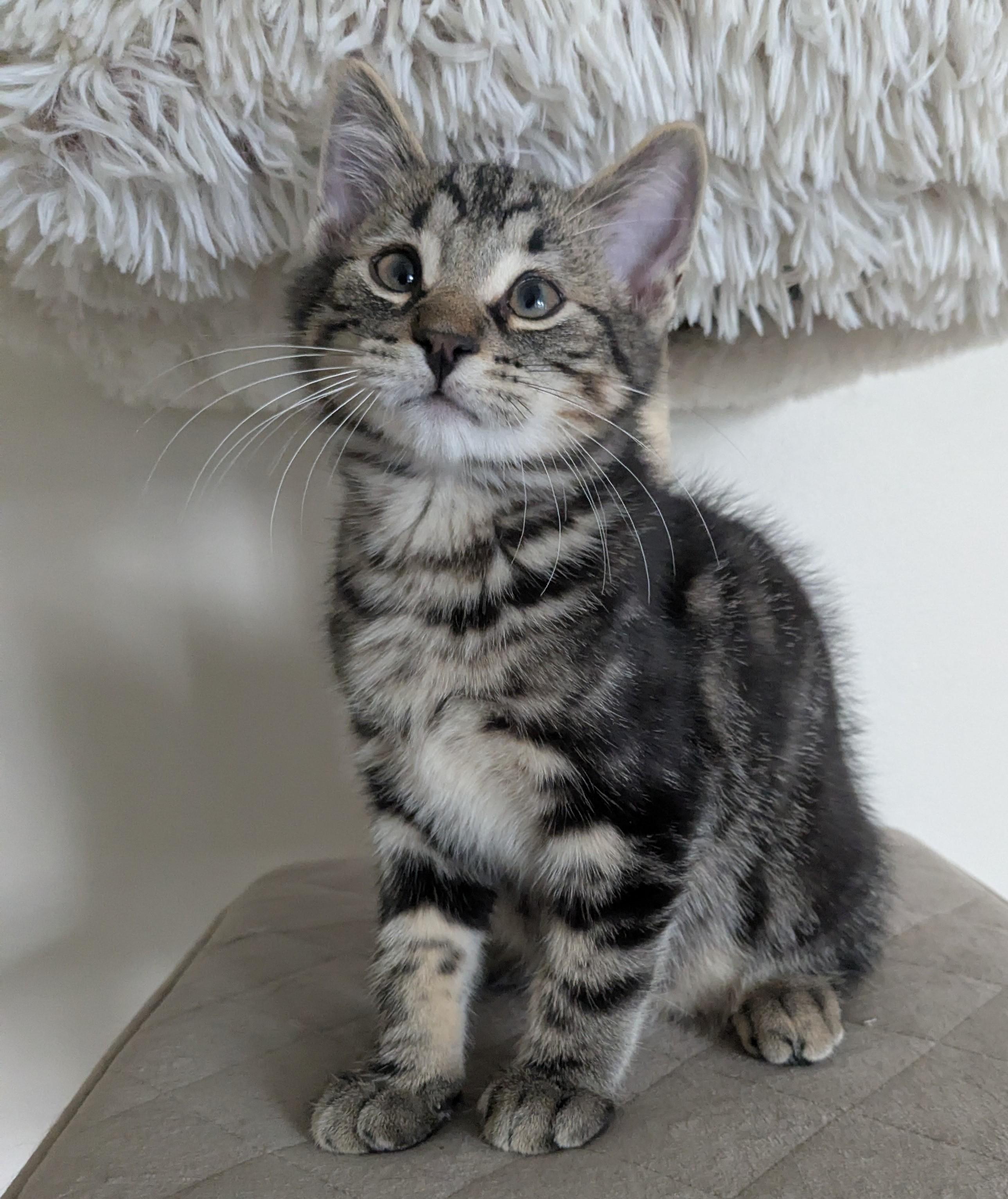 Kaden, Adoptable, Kitten Male Tabby.
