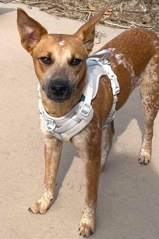 Enlarge Sif, a Adoptable mixed breed in North Syracuse, NY image 1/1