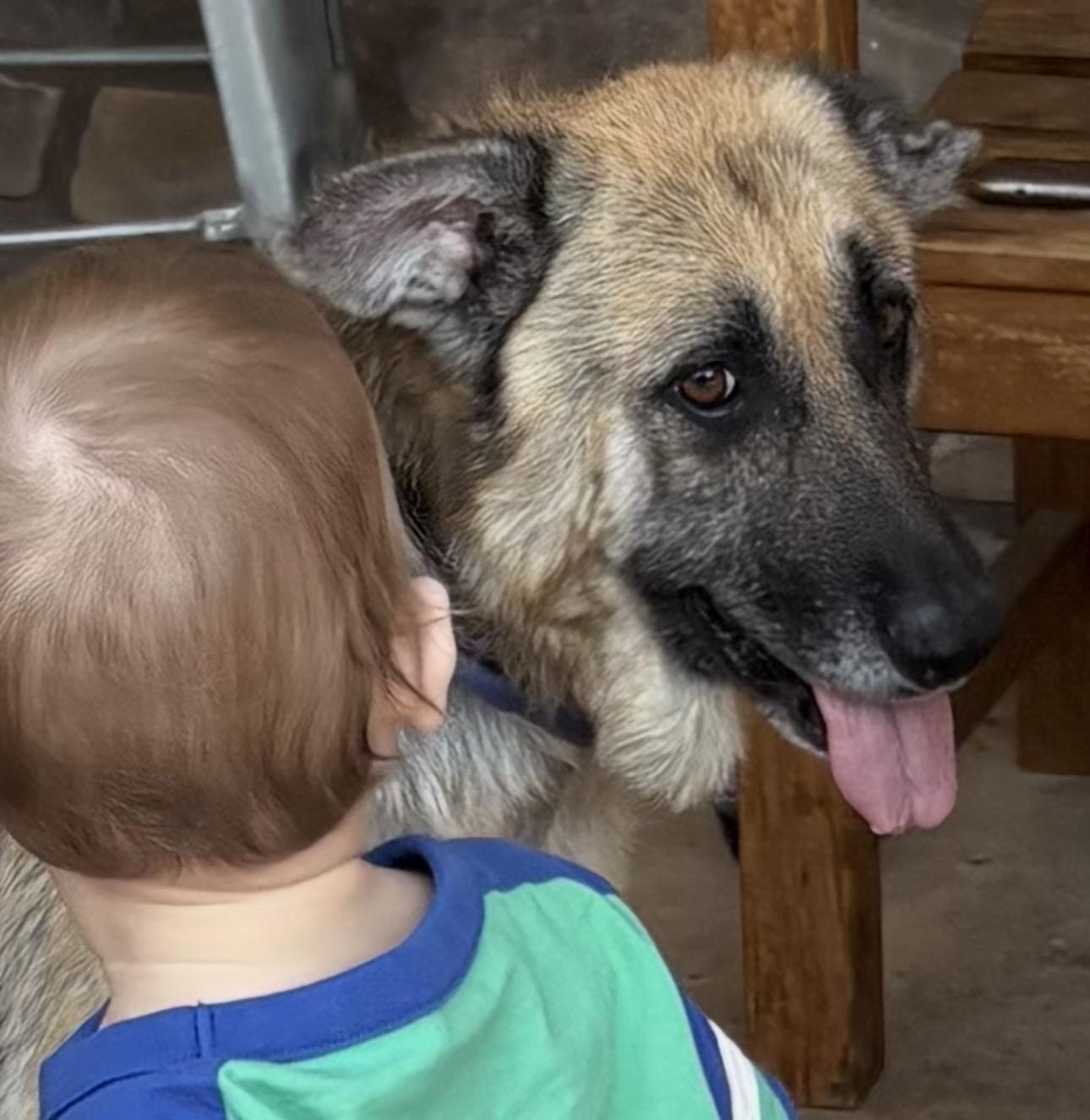 Bella, ADOPTABLE, Adult Female German Shepherd Dog.