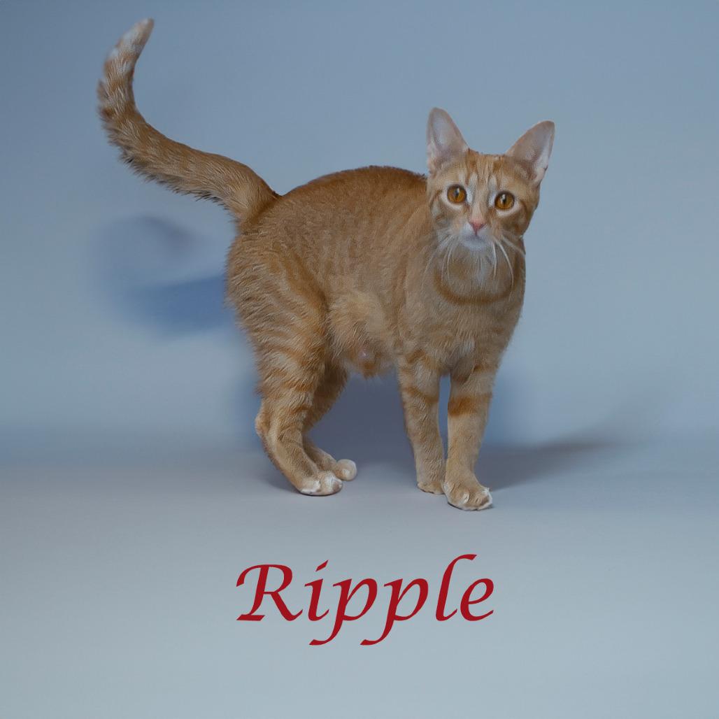 Enlarge Ripple C24-331, a Adoptable Domestic Short Hair in Lebanon, TN image 1/4