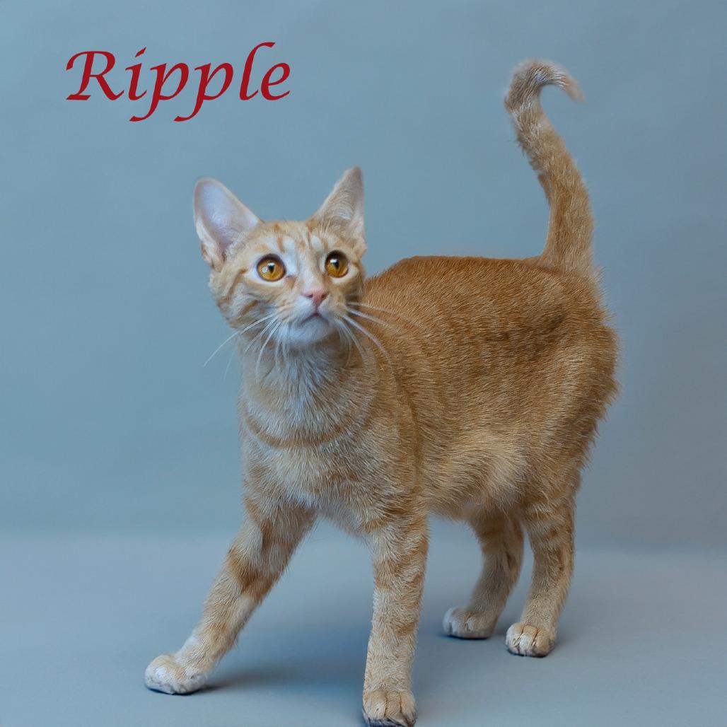 Enlarge Ripple C24-331, a Adoptable Domestic Short Hair in Lebanon, TN image 3/4