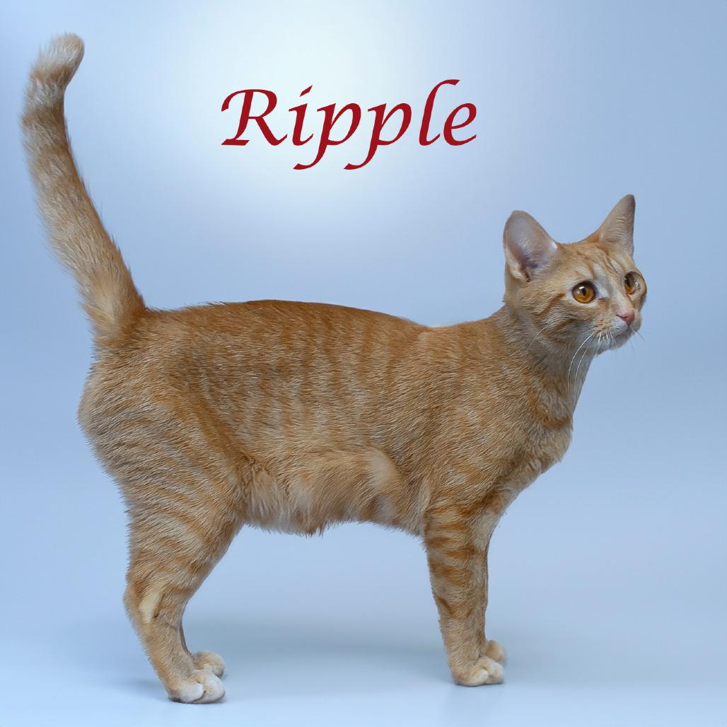 Enlarge Ripple C24-331, a Adoptable Domestic Short Hair in Lebanon, TN image 4/4