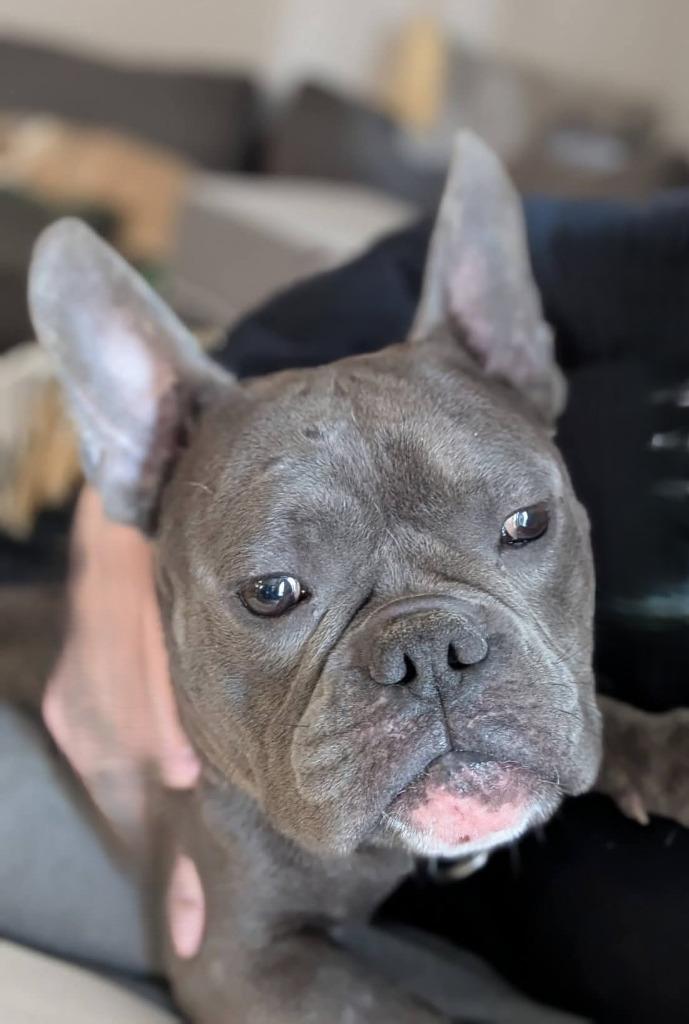 Gio, Adoptable, Adult Male French Bulldog & English Bulldog.