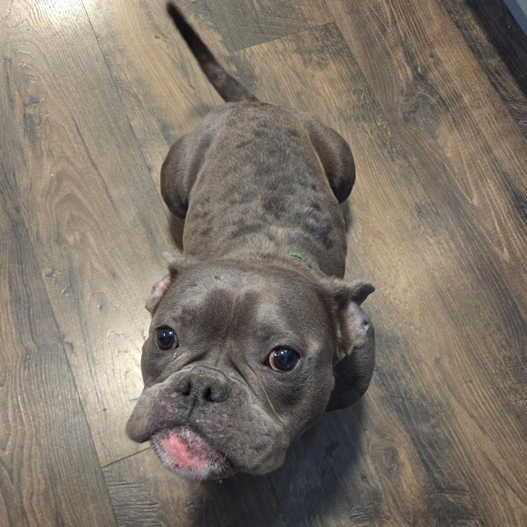 Enlarge Gio, a Adoptable mixed breed in Toronto, ON image 2/3
