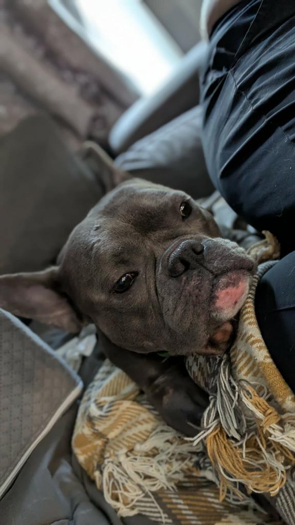 Enlarge Gio, a Adoptable mixed breed in Toronto, ON image 3/3