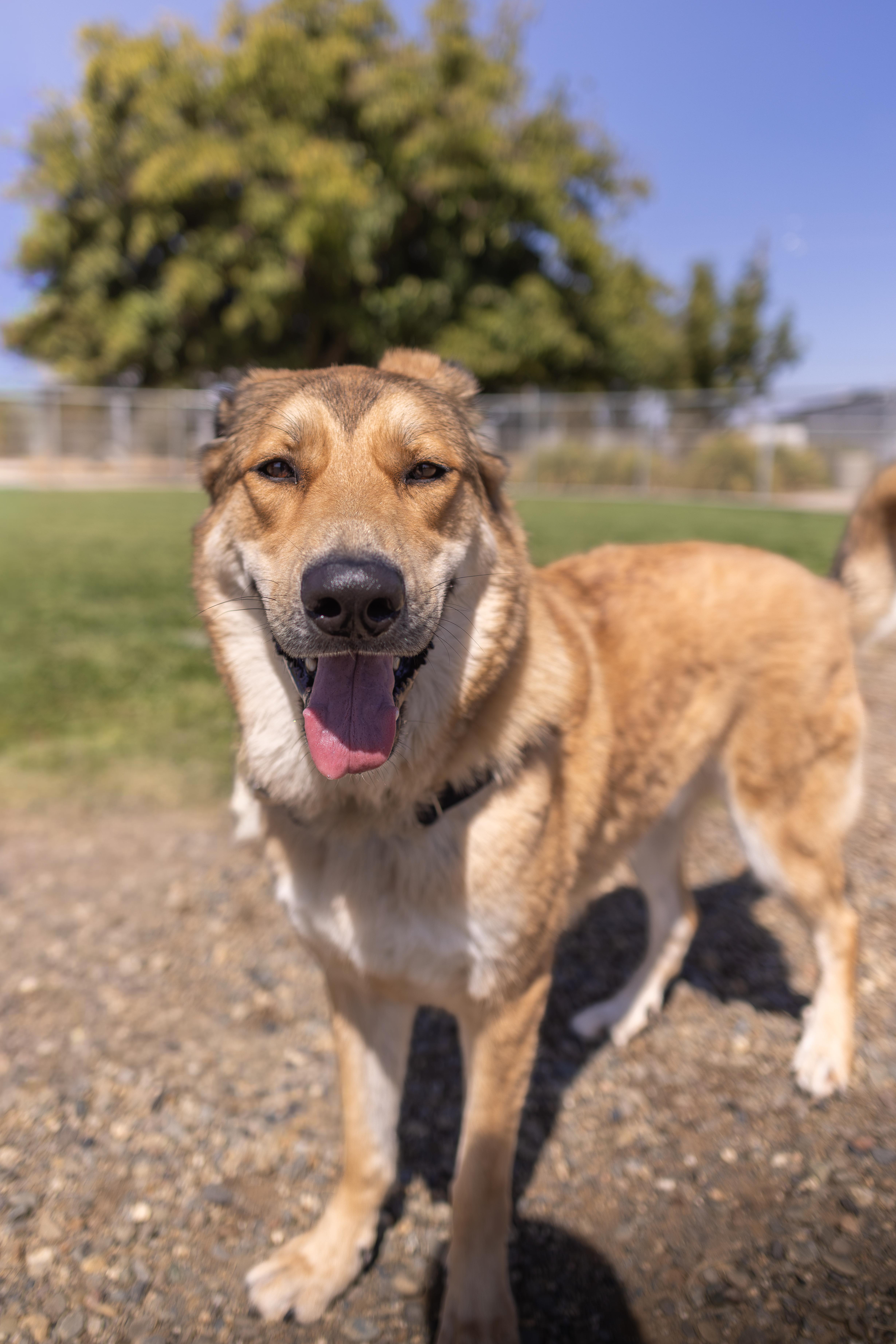Pachuco, Adoptable, Adult Male Anatolian Shepherd & Great Pyrenees.