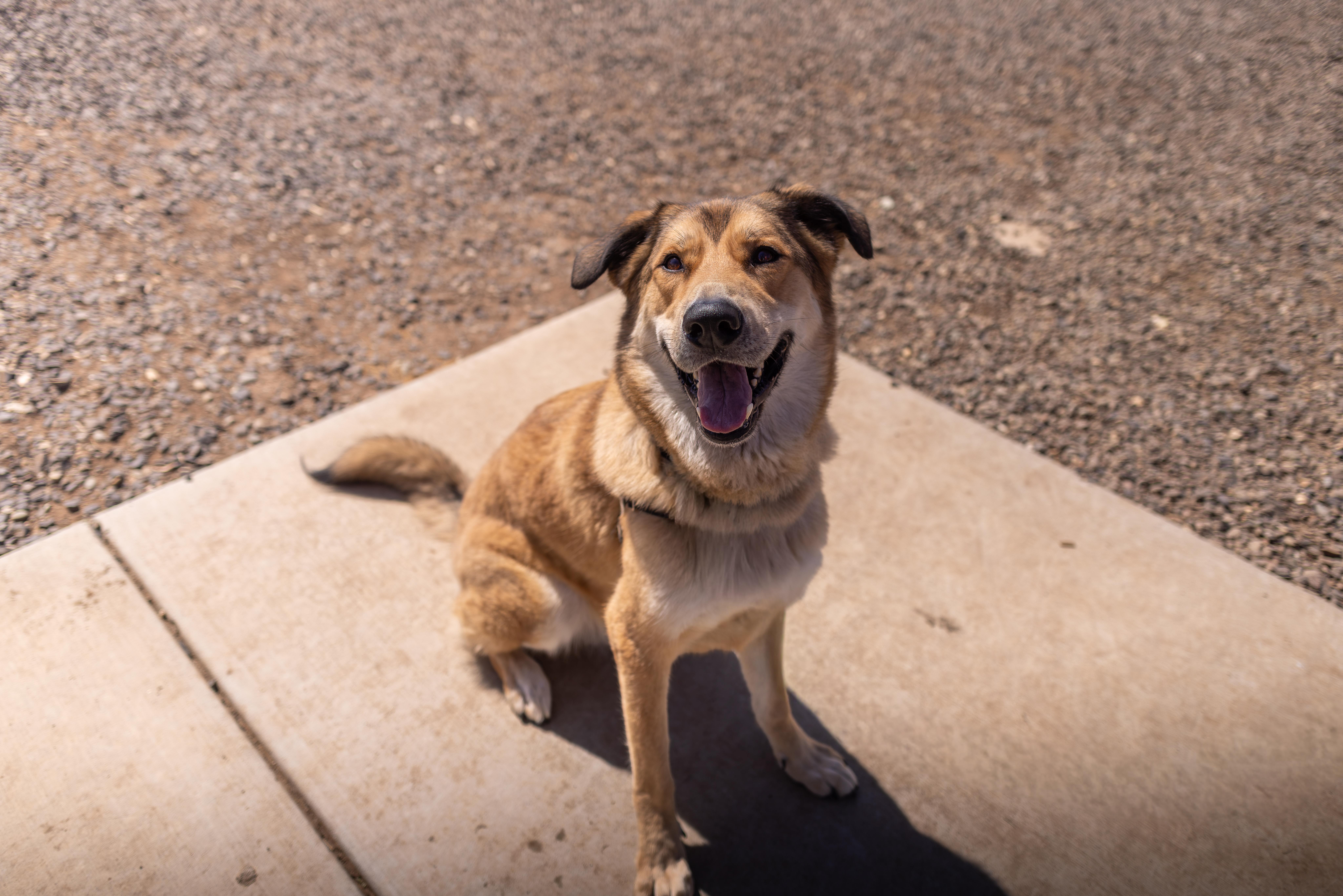 Enlarge Pachuco, a Adoptable mixed breed in Chico, CA image 2/5