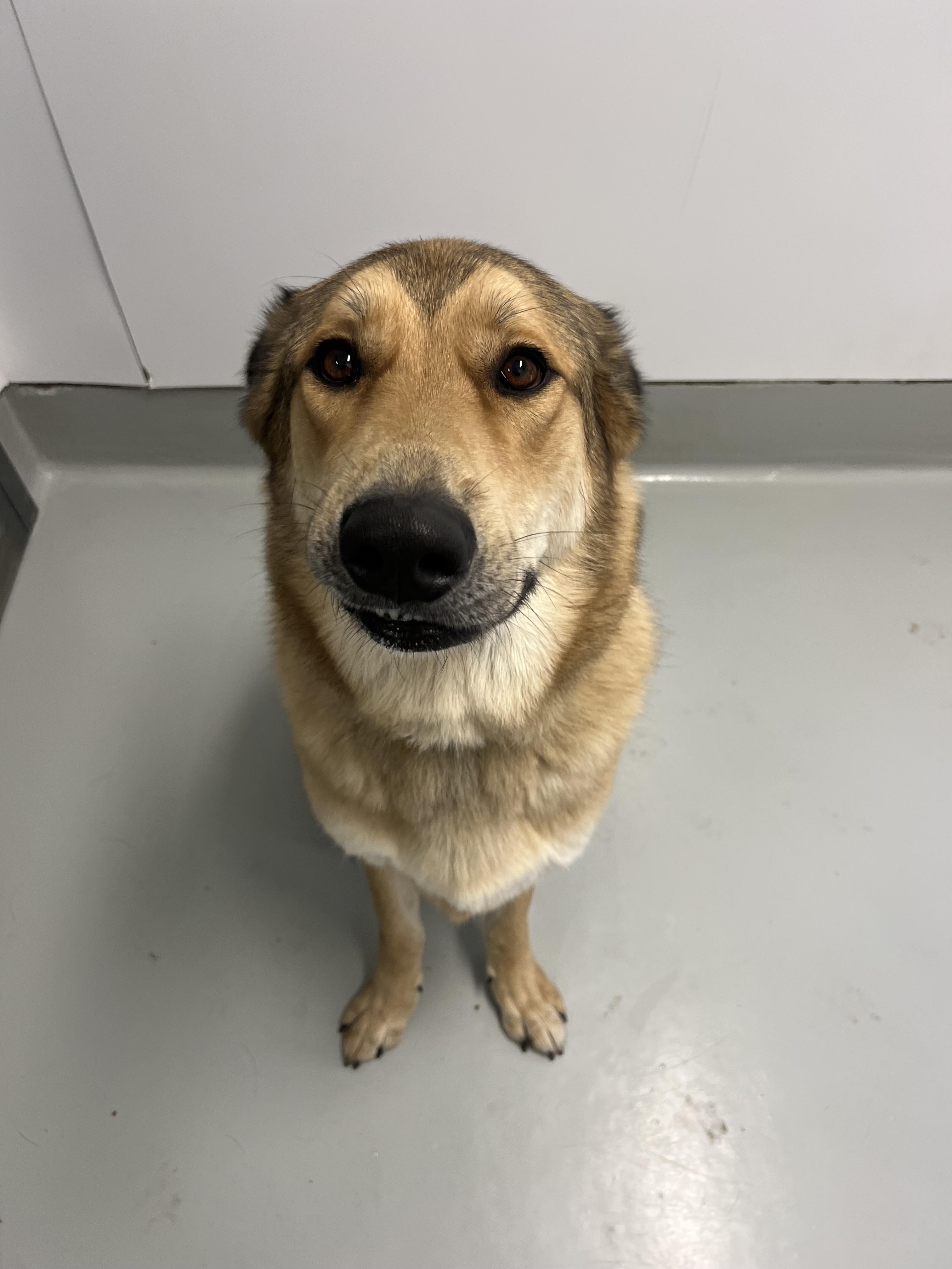 Enlarge Pachuco, a Adoptable mixed breed in Chico, CA image 3/5