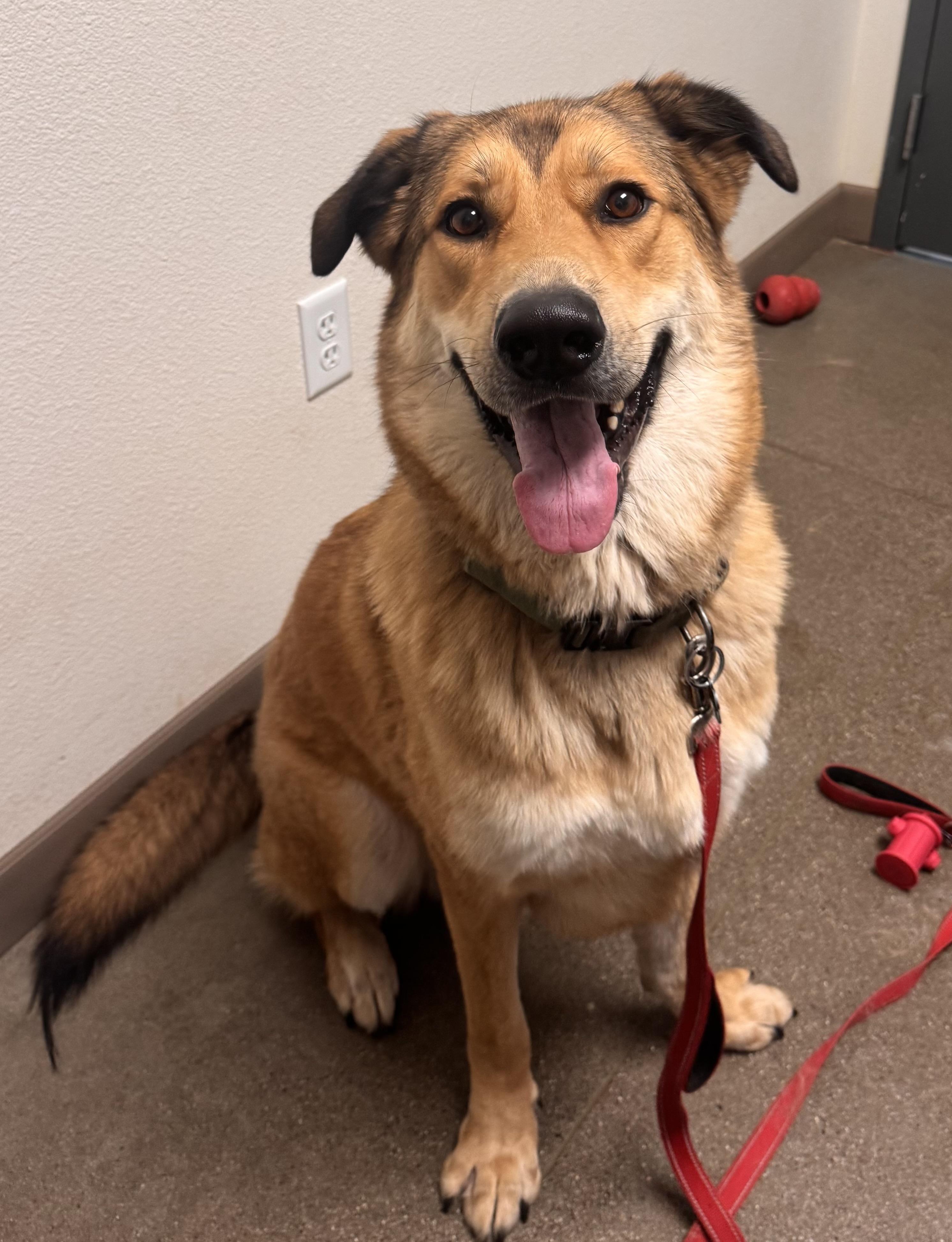 Enlarge Pachuco, a Adoptable mixed breed in Chico, CA image 4/5