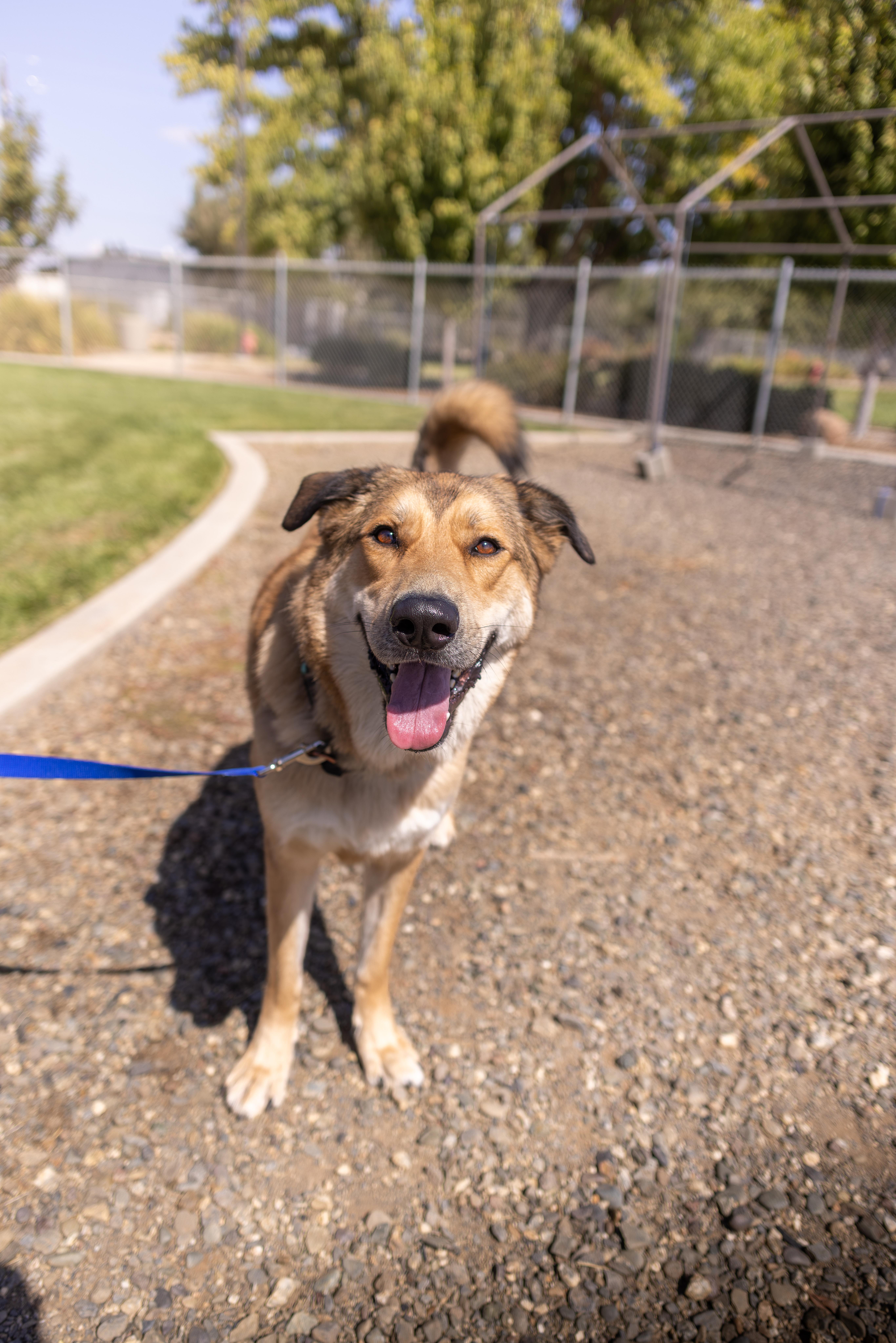Enlarge Pachuco, a Adoptable mixed breed in Chico, CA image 5/5