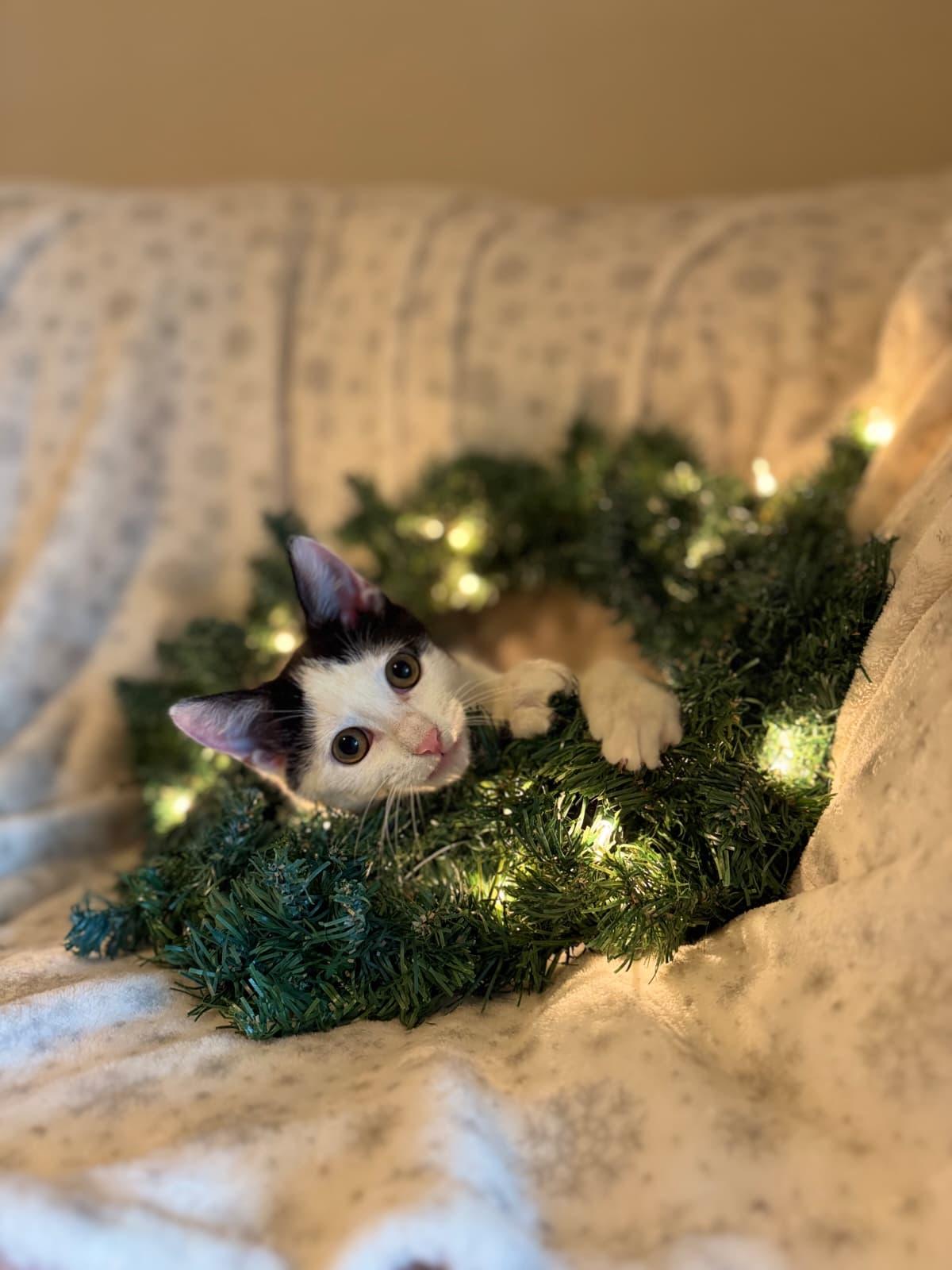 Shavasana, Adoptable, Kitten Male Domestic Short Hair.