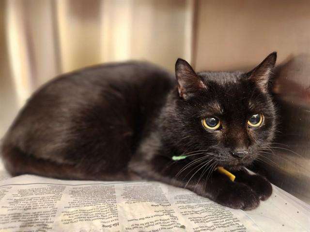 KATINA, Adoptable, Young Female Domestic Short Hair.