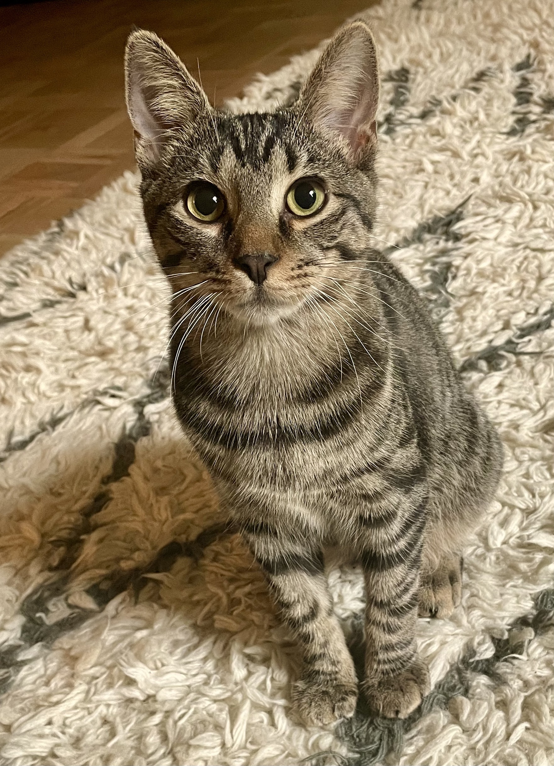 Pepper, a Adoptable mixed breed in Greenwich, CT image 3/6