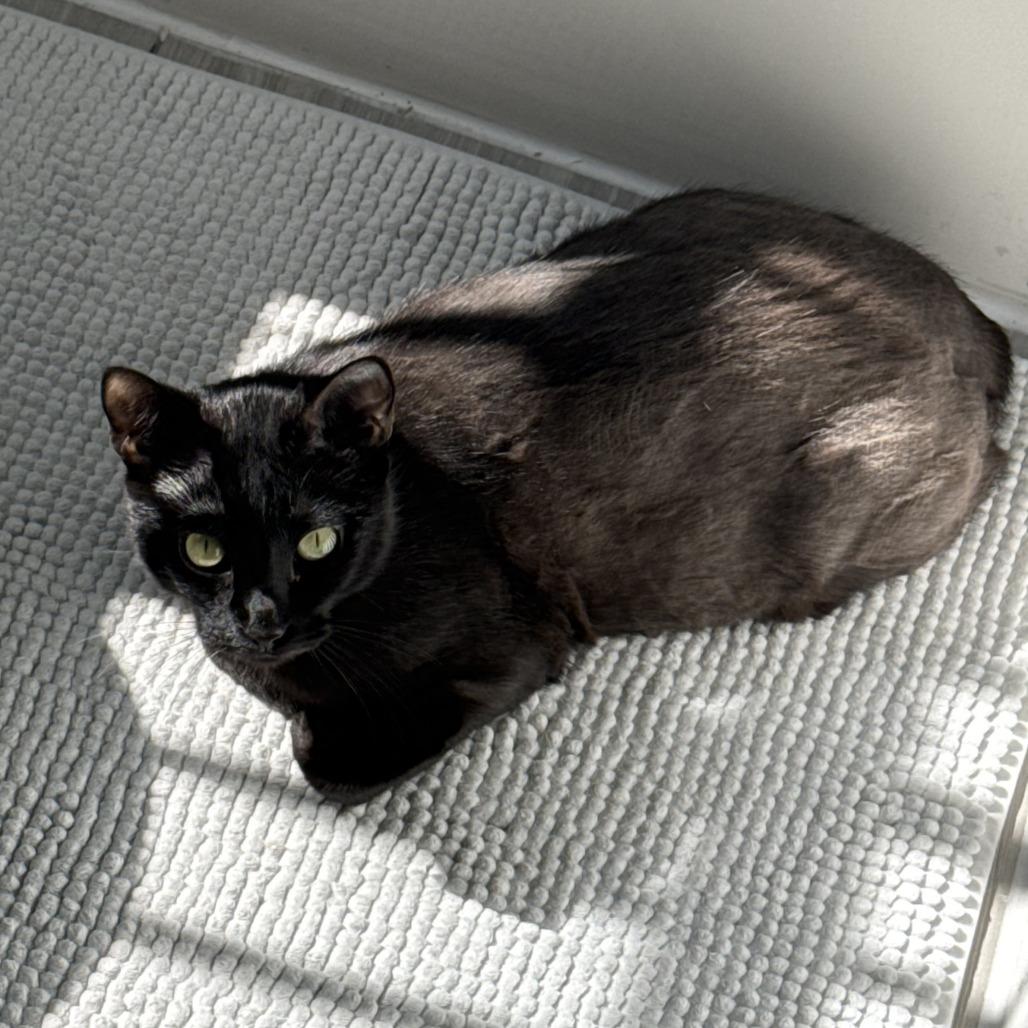 Enlarge Lemon, a Adoptable Domestic Short Hair in Las Vegas, NV image 1/1