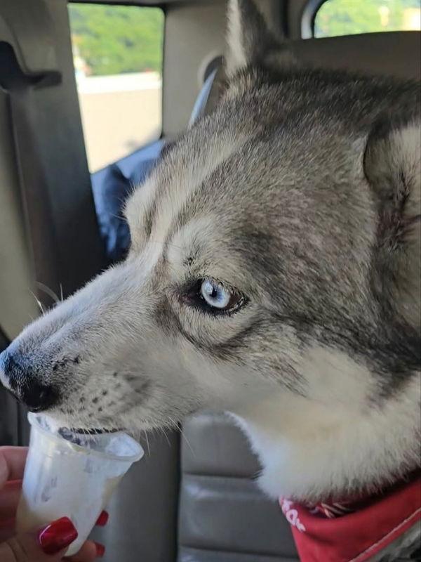 Snow, a Adoptable Siberian Husky in Millersville, MD image 1/3