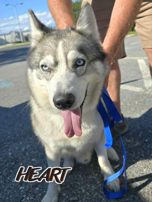 Snow, a Adoptable Siberian Husky in Millersville, MD image 2/3