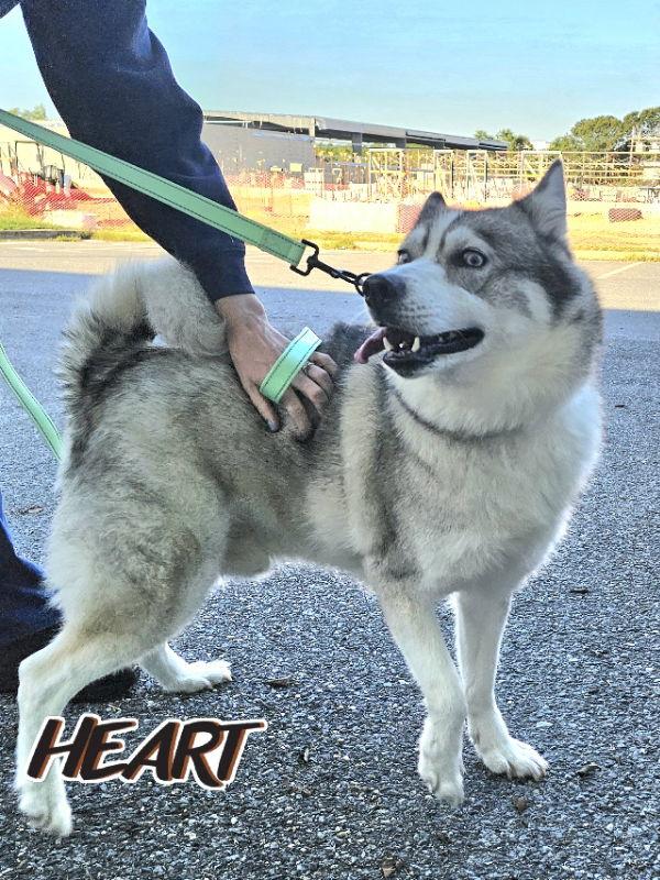 Snow, a Adoptable Siberian Husky in Millersville, MD image 3/3