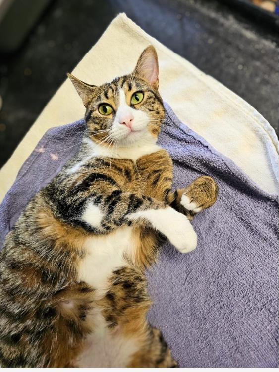 Lolly, Young Female Domestic Short Hair