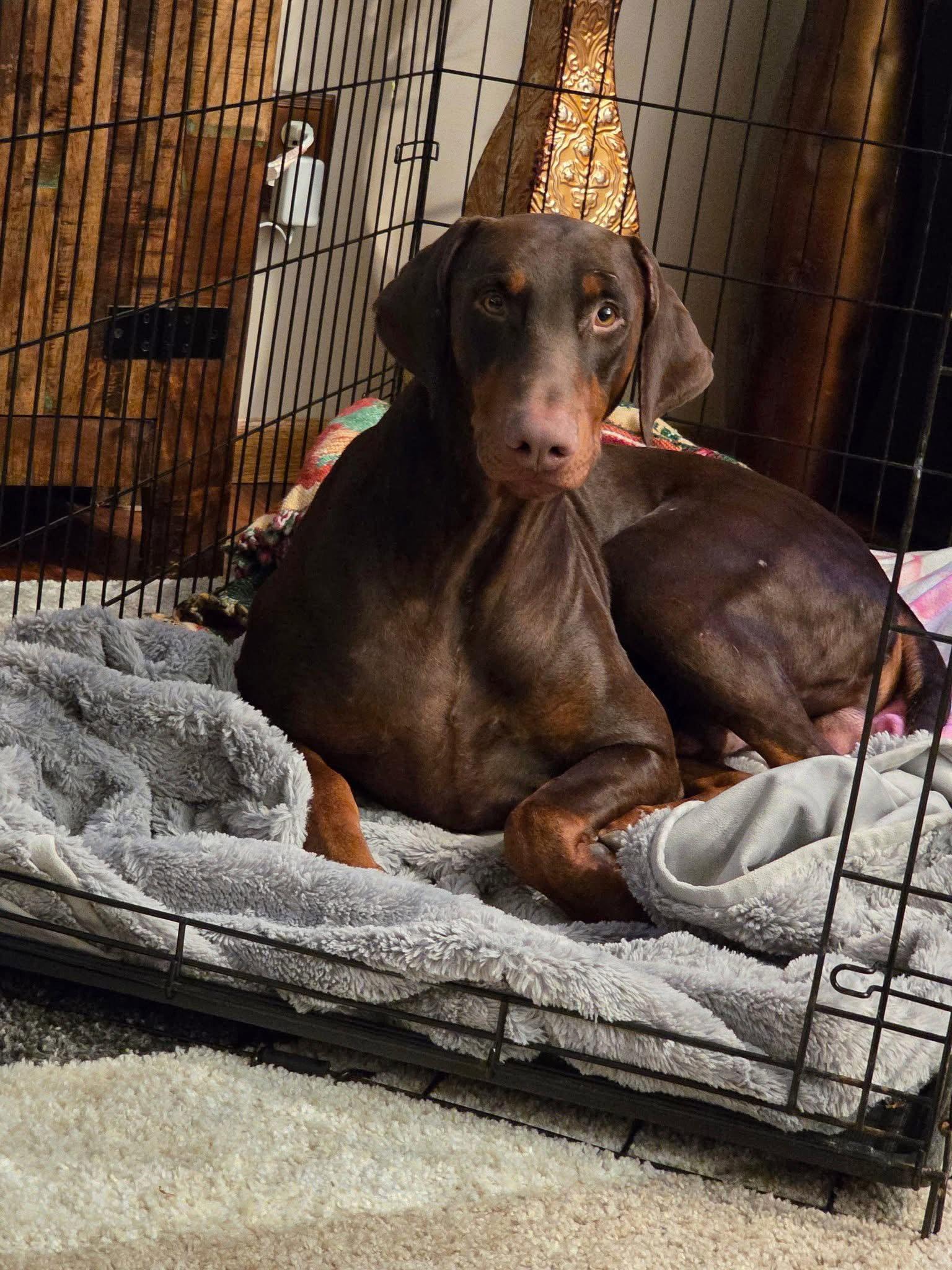 Gilbert, a Adopted Doberman Pinscher in Minneapolis, MN image 1/3