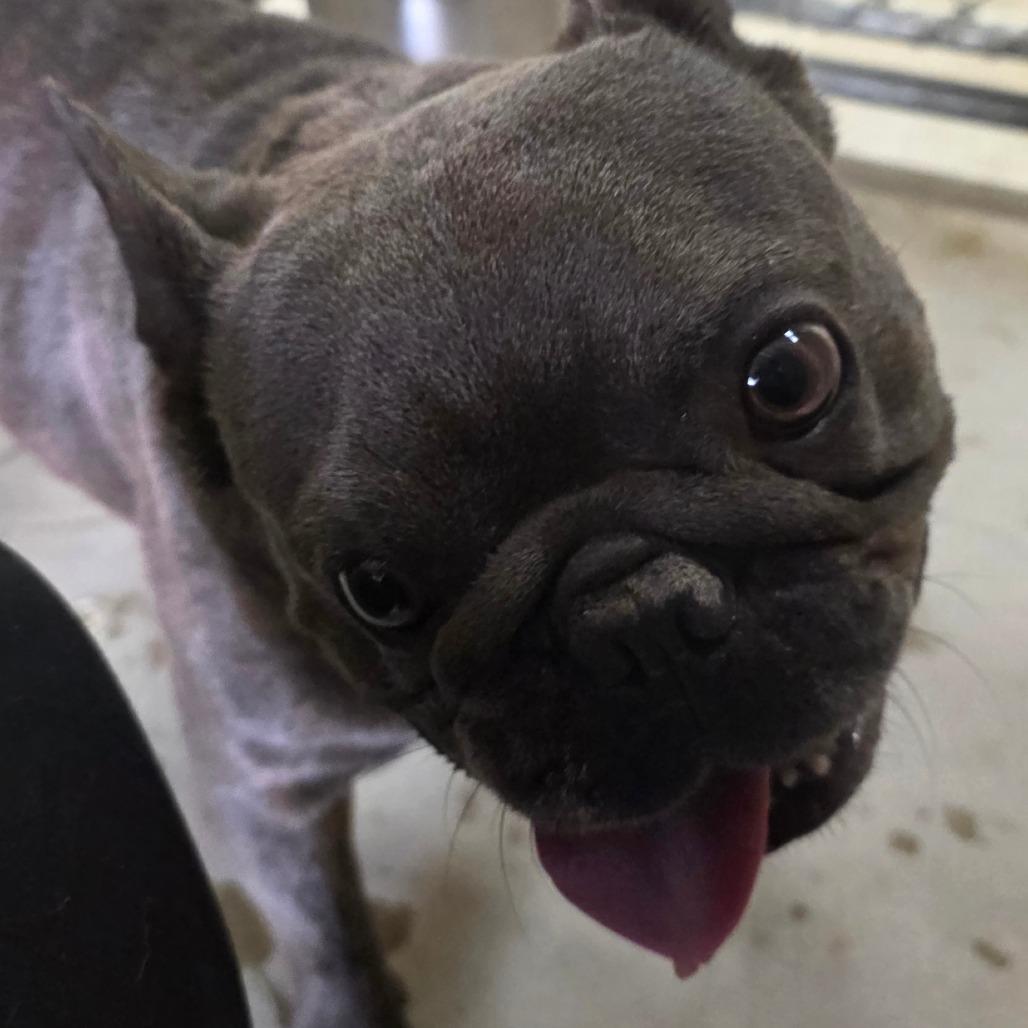 Enlarge Titus, a Adoptable French Bulldog in Buellton, CA image 1/5