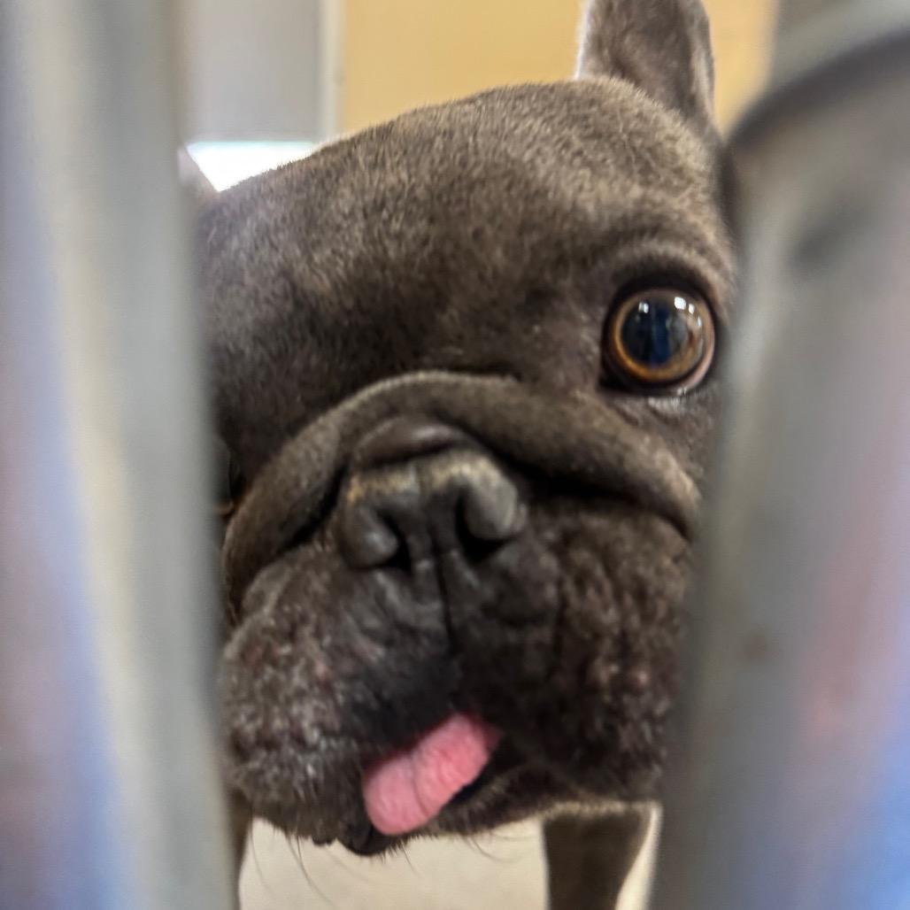 Enlarge Titus, a Adoptable French Bulldog in Buellton, CA image 2/5