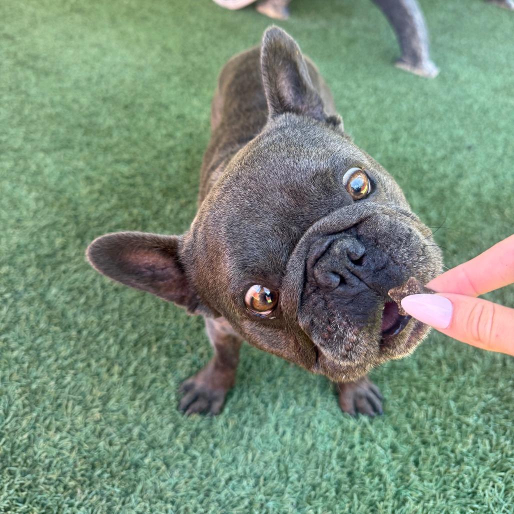 Enlarge Titus, a Adoptable French Bulldog in Buellton, CA image 3/5