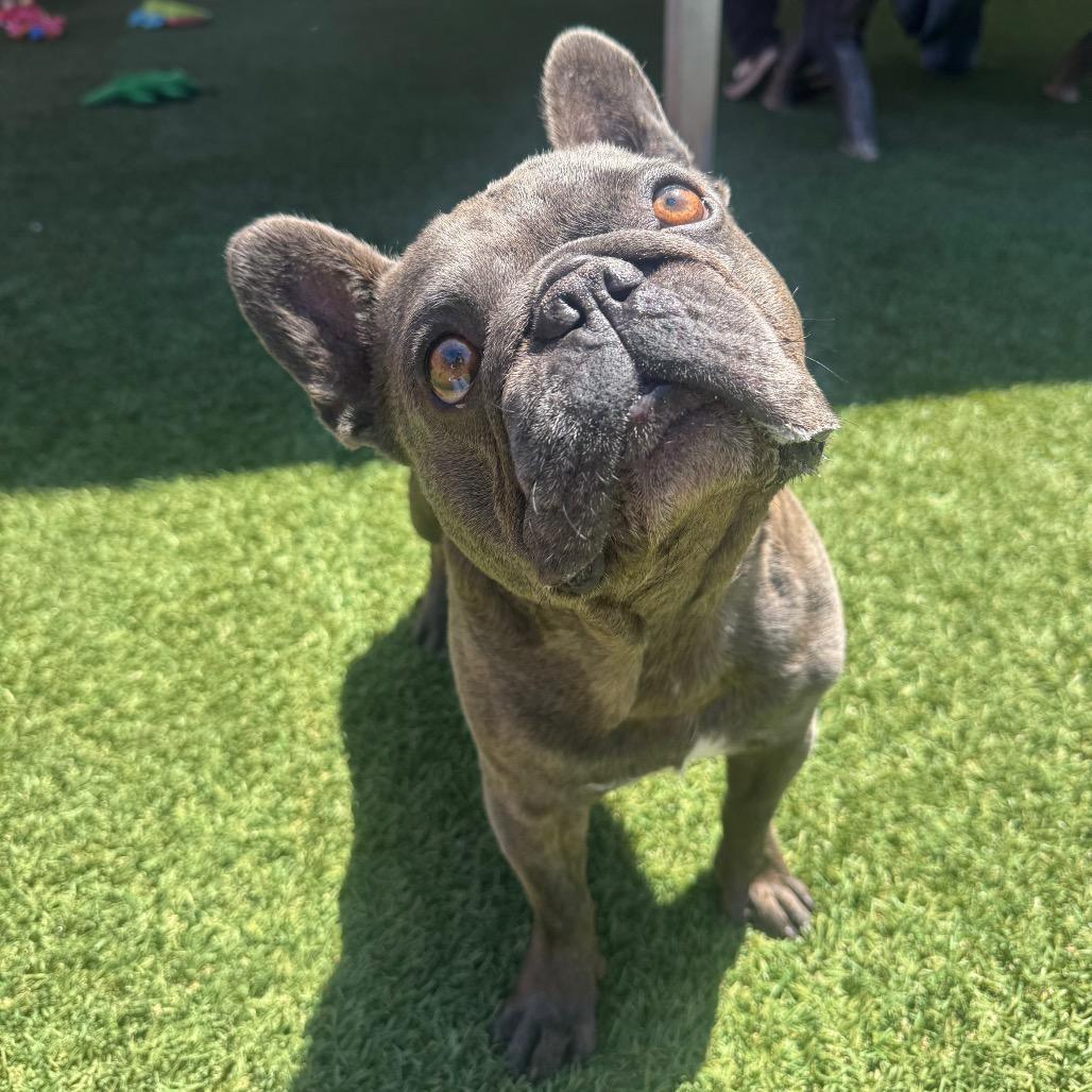Enlarge Titus, a Adoptable French Bulldog in Buellton, CA image 4/5