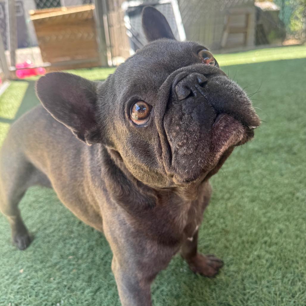 Enlarge Titus, a Adoptable French Bulldog in Buellton, CA image 5/5