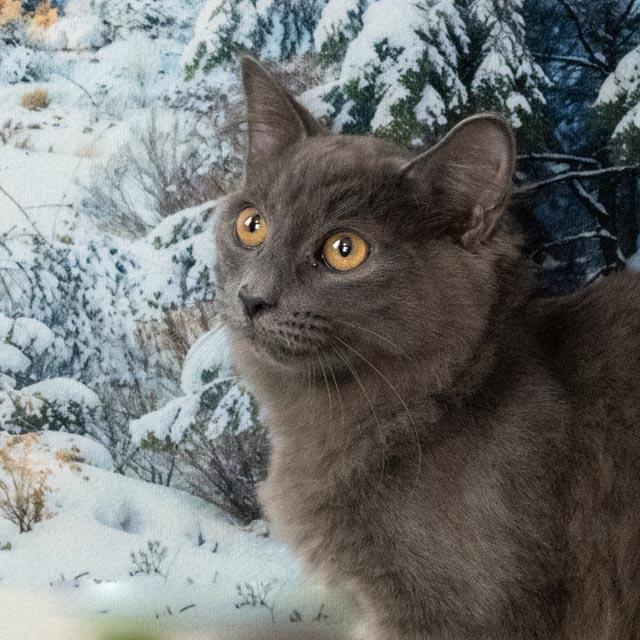 Enlarge Charlie, an adopted Domestic Medium Hair in Lapeer, MI image 3/4