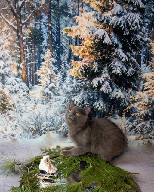 Enlarge Charlie, an adopted Domestic Medium Hair in Lapeer, MI image 2/4