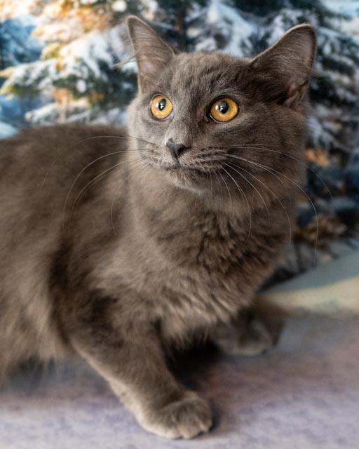 Enlarge Charlie, an adopted Domestic Medium Hair in Lapeer, MI image 1/4