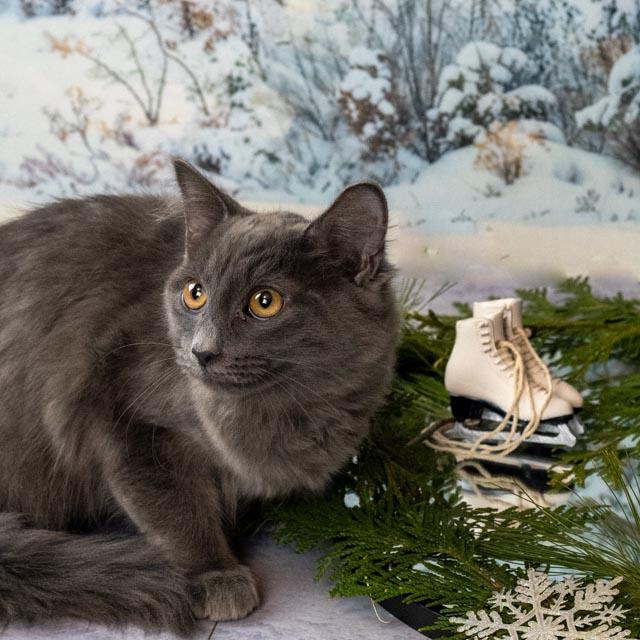 Enlarge Charlie, an adopted Domestic Medium Hair in Lapeer, MI image 4/4