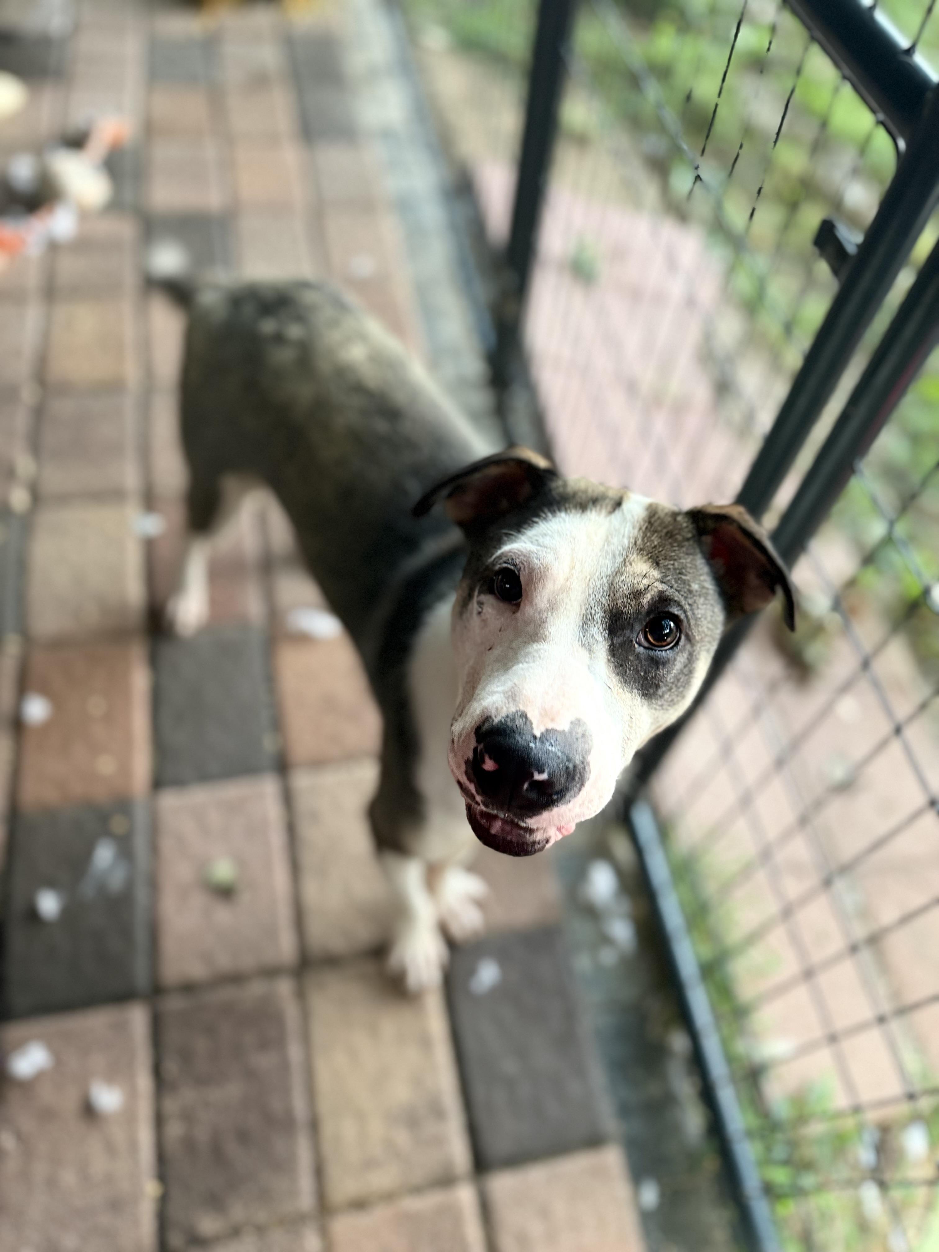 Enlarge Bam Bam, a Adoptable mixed breed in johnston, RI image 2/2