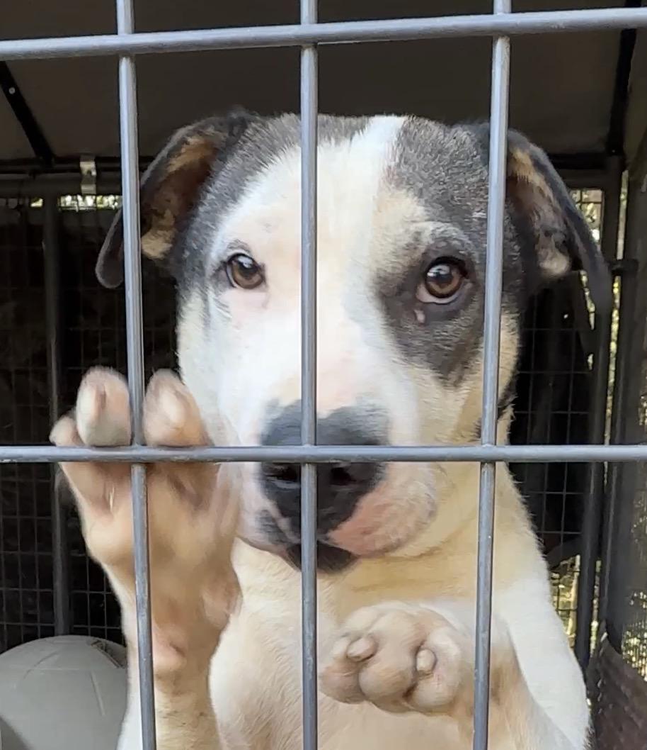 Bam Bam, Adoptable, Young Male Shar-Pei.