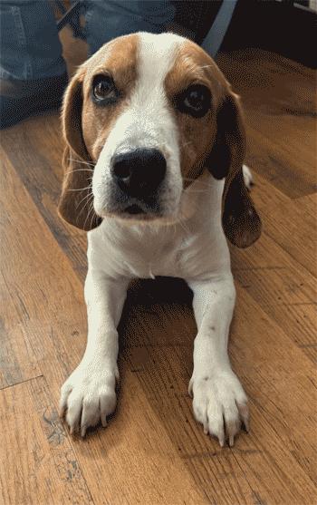 Snoopy, a ADOPTABLE Beagle in West Decatur, PA image 4/6