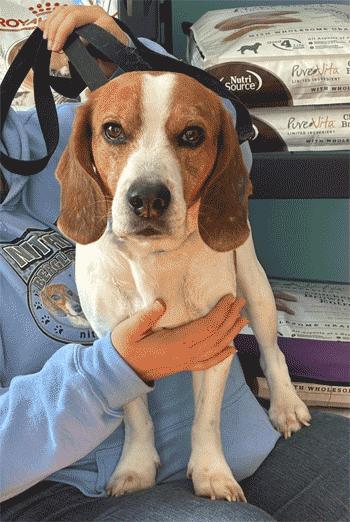 Snoopy, a ADOPTABLE Beagle in West Decatur, PA image 5/6