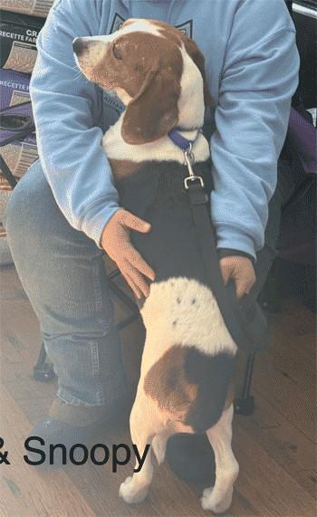 Snoopy, a ADOPTABLE Beagle in West Decatur, PA image 6/6