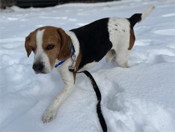 Snoopy, a ADOPTABLE Beagle in West Decatur, PA image 3/6