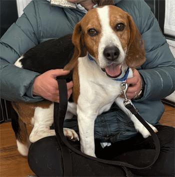 Snoopy, a ADOPTABLE Beagle in West Decatur, PA image 1/6