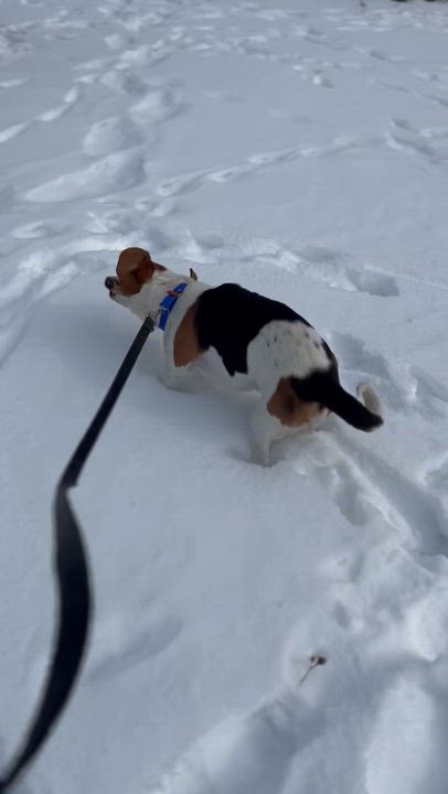 Enlarge Snoopy, a ADOPTABLE Beagle in West Decatur, PA video 2/6