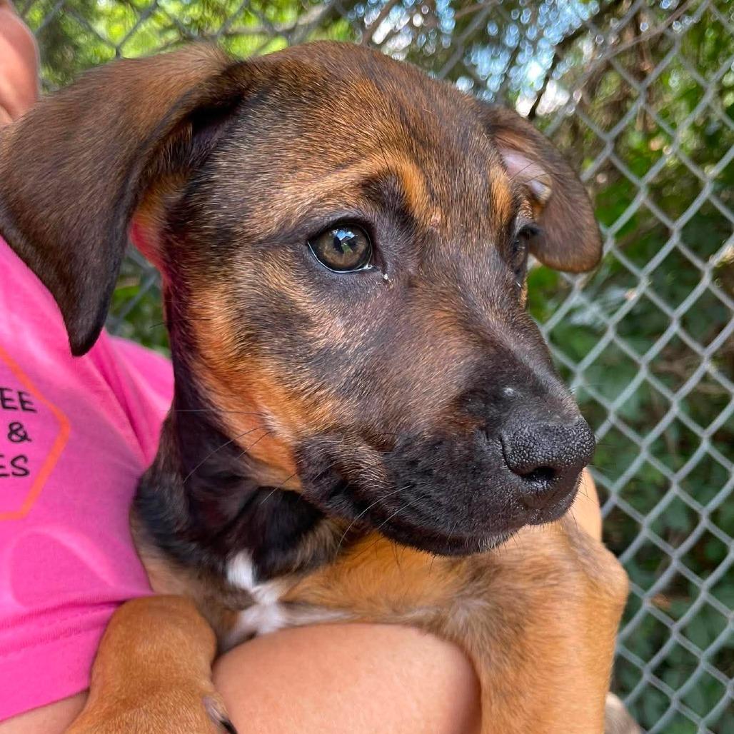 M&M McFlurry, Adoptable, Puppy Female Mixed Breed.