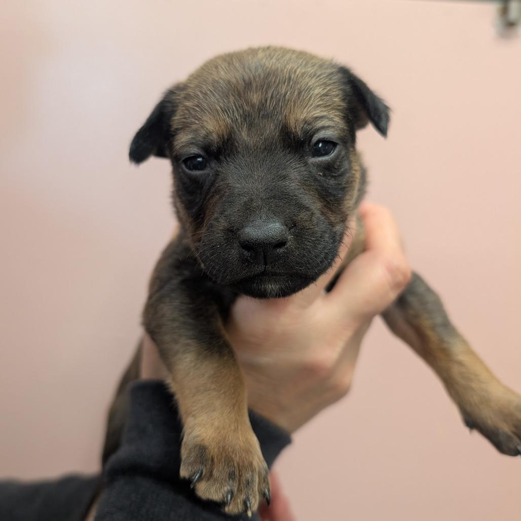 M&M McFlurry, a Adoptable Mixed Breed in Huntsville, AR image 2/3