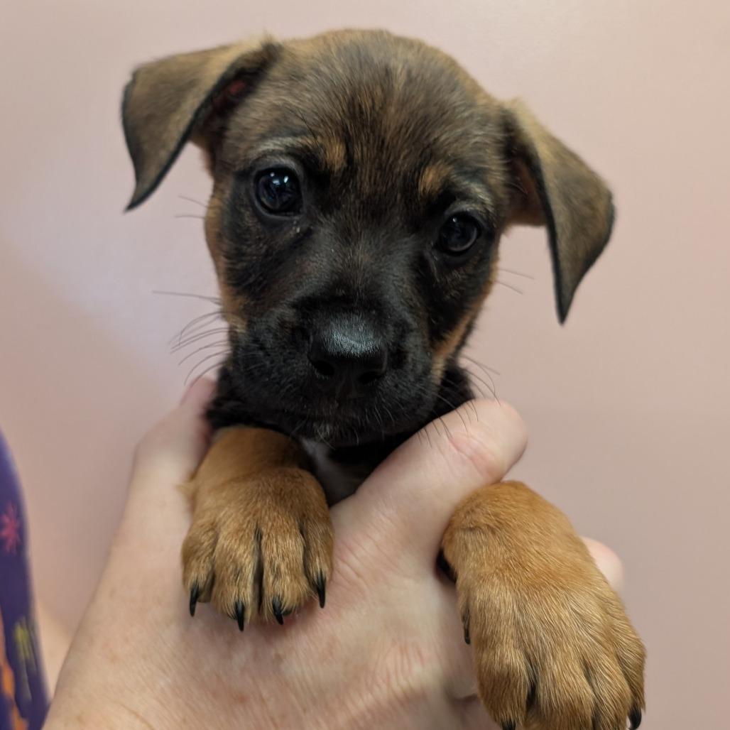M&M McFlurry, a Adoptable Mixed Breed in Huntsville, AR image 3/3